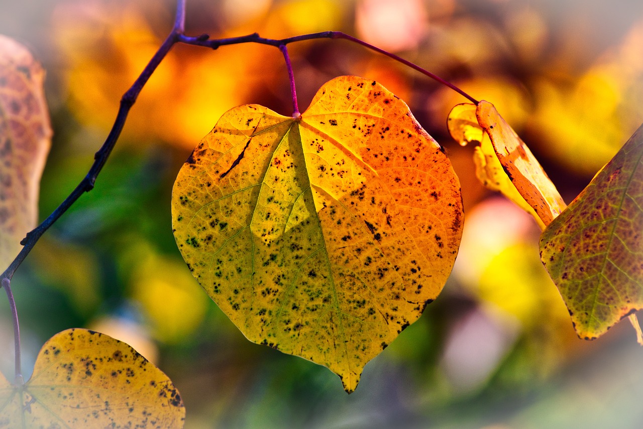 Fall into Wellness - Building Grounding Habits in the Autumn Season